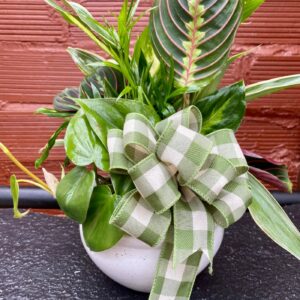 6" Dish Garden