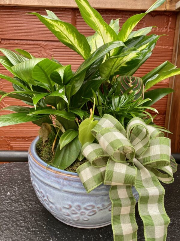 10" Dish Garden