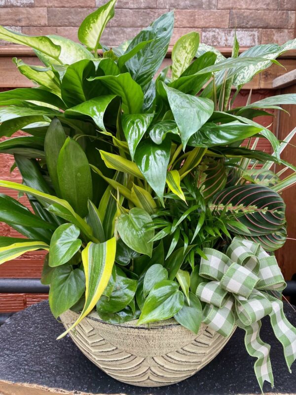 14" Dish Garden