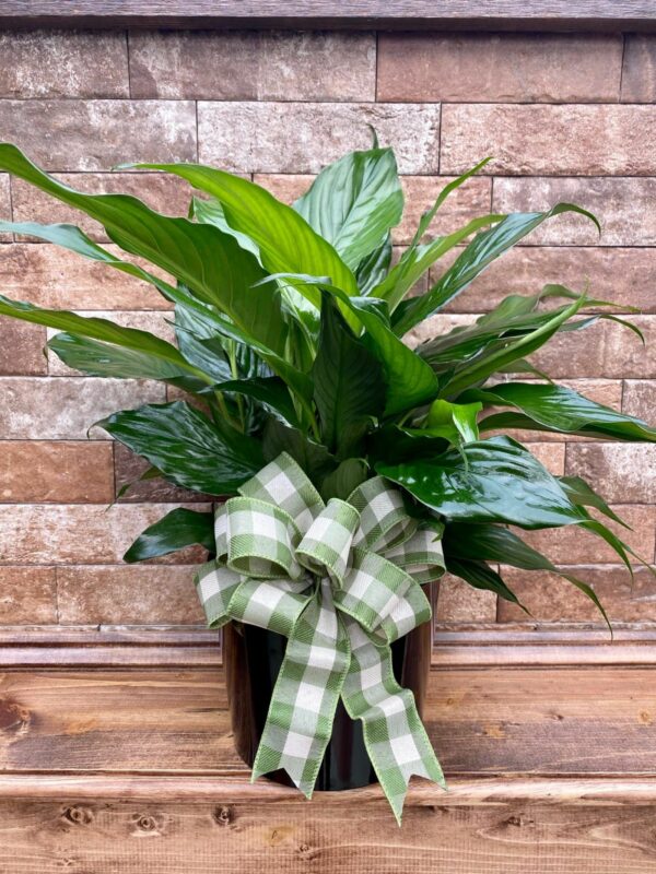 Peace Lily