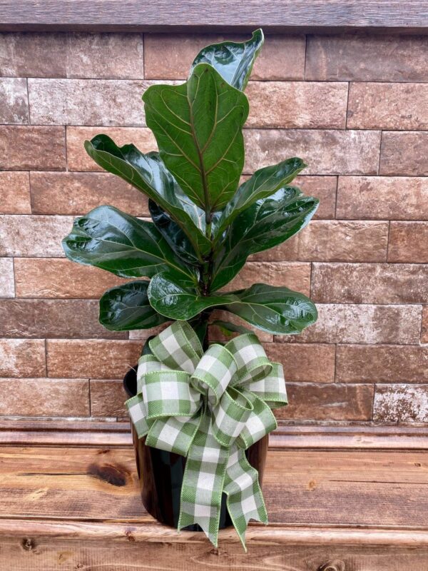 Fiddle Leaf Fig