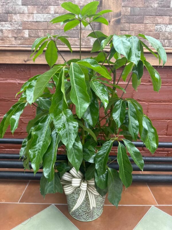 Schefflera Amate