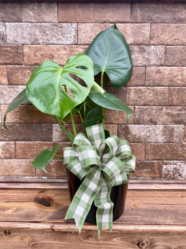 Split Leaf Monstera